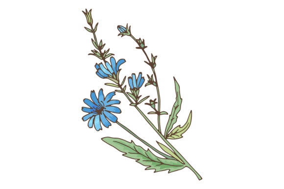Chicory Plant with Blue Flowers. Fresh N Graphics and Illustrations Review