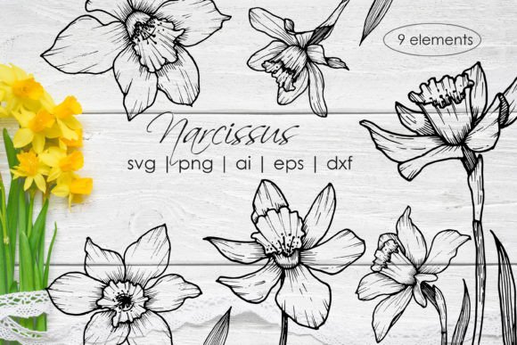 Narcissus Line Art Flowers: Premium Graphics and Illustrations for Sellers