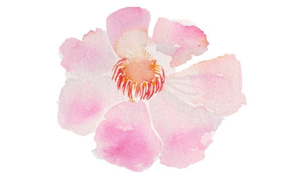 Watercolor Painting Pink Flowers for Graphics and Illustrations